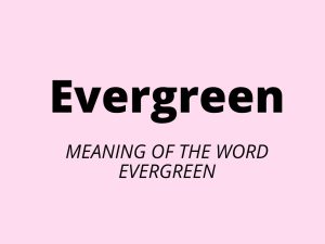 Evergreen - what it meansmeaning of the word evergreen